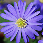 Anemone blanda blue-flowered - XL Landscaping pack