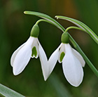 Galanthus nivalis - XL Landscaping pack