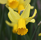 Narcissus February Gold- XL Landscaping pack