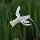 Narcissus Thalia - XL Landscaping pack
