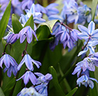 Scilla siberica - XL Landscaping pack