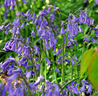 Hyacinthoides non-scripta - XL Landscaping pack