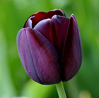 Tulipa Queen of Night - XL Landscaping pack