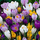 Crocus Mixed - XL Landscaping pack