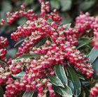 Pieris japonica Railto (PBR)