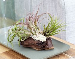 3 air plants on bog wood (3 air plants on bog wood) 3 air plants on bog wood (3 air plants on bog wood)