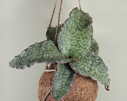 Sansevieria ehrenbergii 'Samurai Dwarf', Snake Plant ...