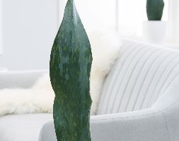 Sansevieria ehrenbergii 'Samurai Dwarf', Snake Plant ...
