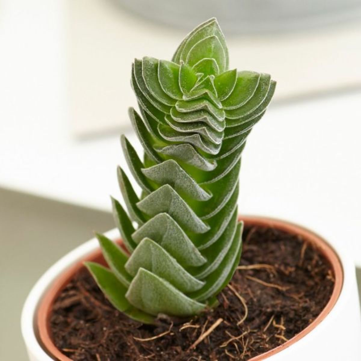 Crassula Buddha’s Temple Plant