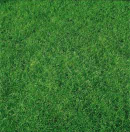 Buy Canada green lawn seed: Delivery by Waitrose Garden in association with Crocus