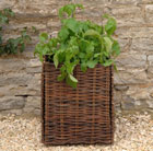 Buy Kitchen Garden Grow beds &amp; troughs: Delivery by Crocus