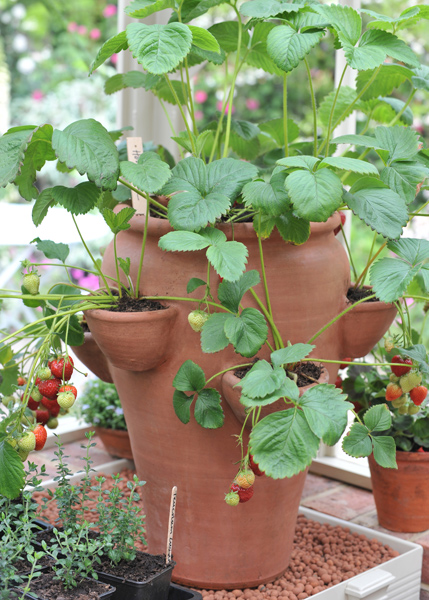 Buy Terracotta  strawberry  planter