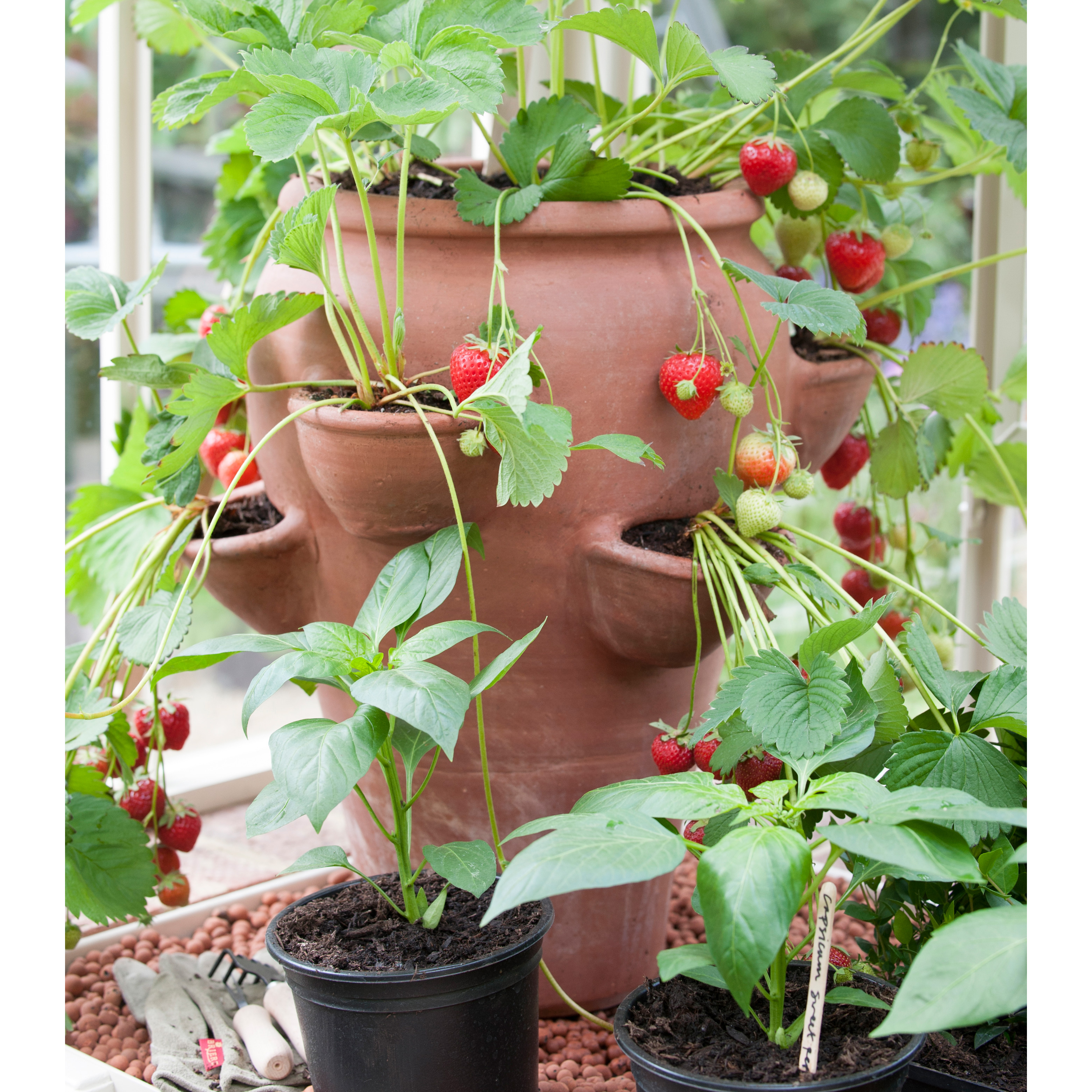 Buy Terracotta strawberry  planter Delivery by Crocus