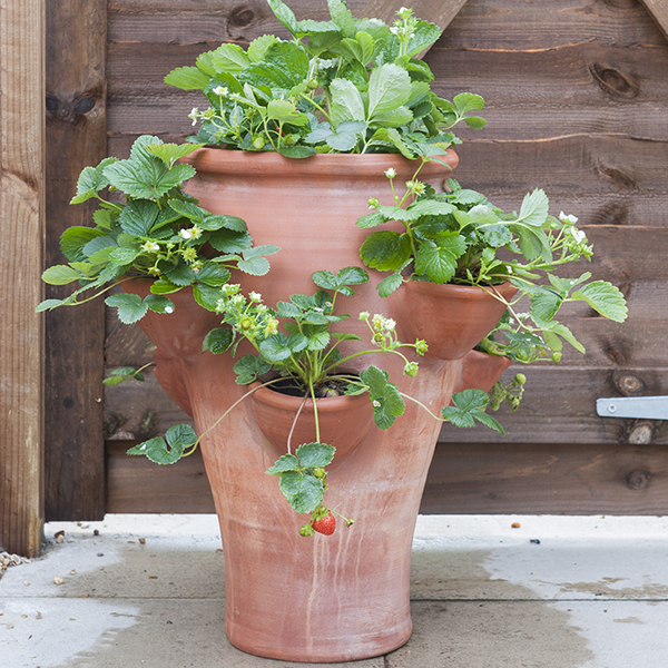 Buy Terracotta strawberry planter: Delivery by Waitrose ...