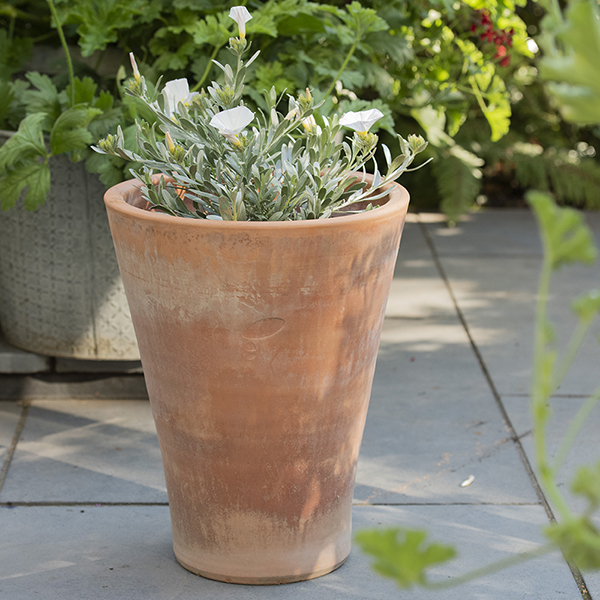 Buy Empoli terracotta lily pot: Delivery by Crocus