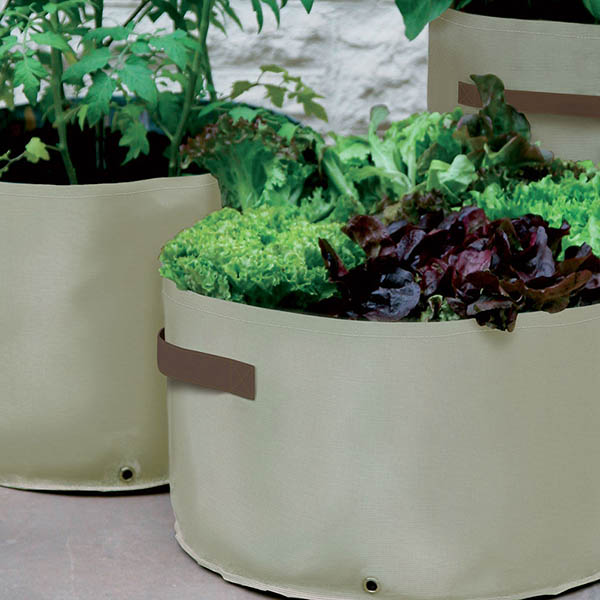 Buy Vegetable patio planters
