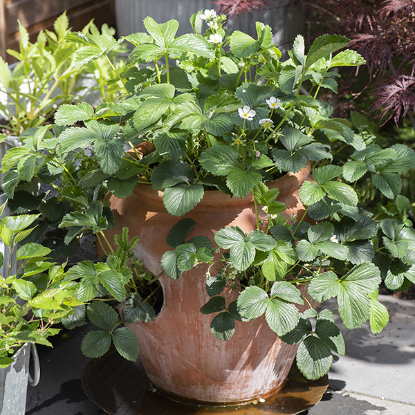Buy Terracotta strawberry pot  Delivery by Crocus