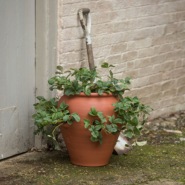 Buy Terracotta strawberry pot  Delivery by Waitrose Garden 