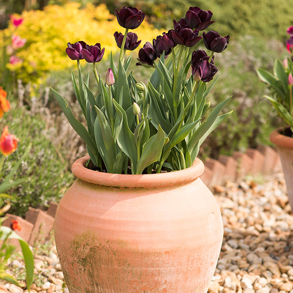 Buy Terracotta tulip pot Delivery by Crocus