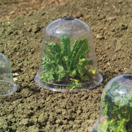 Bell cloche Bell cloche