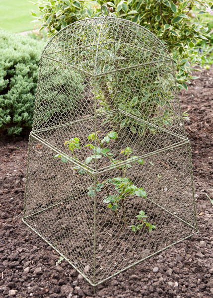 Buy Rabbit proof cloche extension: Delivery by Waitrose Garden in
