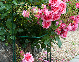 Straight border plant support Straight border plant support
