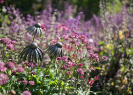 Echinacea plant stake - bronze Echinacea plant stake - bronze