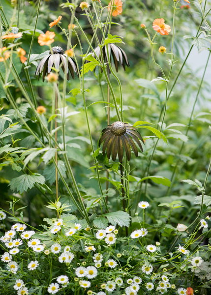 Buy Echinacea plant stake - bronze