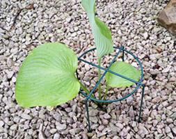 Simple ring support Simple ring support