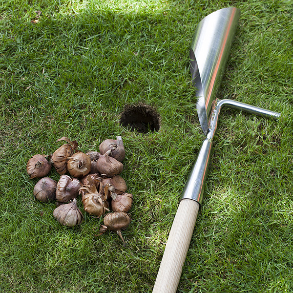 Buy RHS long handled bulb planter Delivery by Crocus