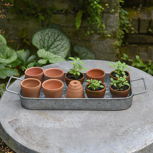 Buy Terracotta grow pots and tray Delivery by Crocus
