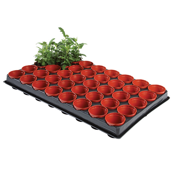 Buy Professional seed and cutting tray: Delivery by 