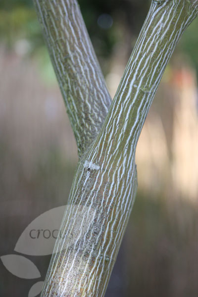 Buy snake bark maple Acer davidii: Delivery by Crocus