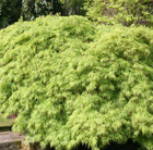 Acer palmatum Dissectum