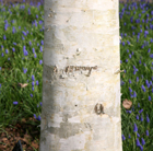 Betula utilis var jacquemontii