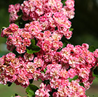 Crataegus laevigata Rosea Flore Pleno