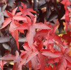 Liquidambar styraciflua Worplesdon