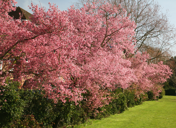 Buy ornamental cherry Prunus × incam 'Okame': Delivery by ...