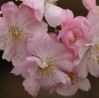 Prunus × subhirtella Autumnalis Rosea
