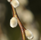 Salix caprea Kilmarnock