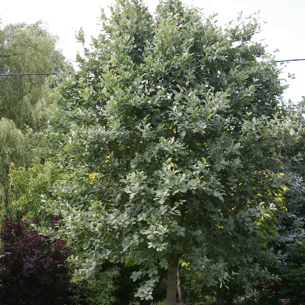 Buy whitebeam Sorbus aria 'Lutescens': Delivery by Crocus