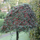 Cotoneaster Hybridus Pendulus