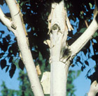 Betula utilis var. jacquemontii Doorenbos