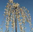 Prunus Snow Showers